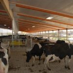 First group of cows in cross ventilation barn, October 6, 2010.