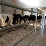 Special Needs Barn - First group of cows moving in - June 18, 2015