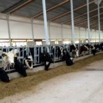 Special Needs Barn - First group of cows enjoying their new facility - June 18, 2015