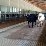 Special Needs Barn - Next group of cows moving into the new barn - June 24, 2015