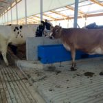 Special Needs Barn - Next group of cows moving into the new barn - June 24, 2015