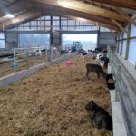 Calves Enjoying New Barn - December 2015